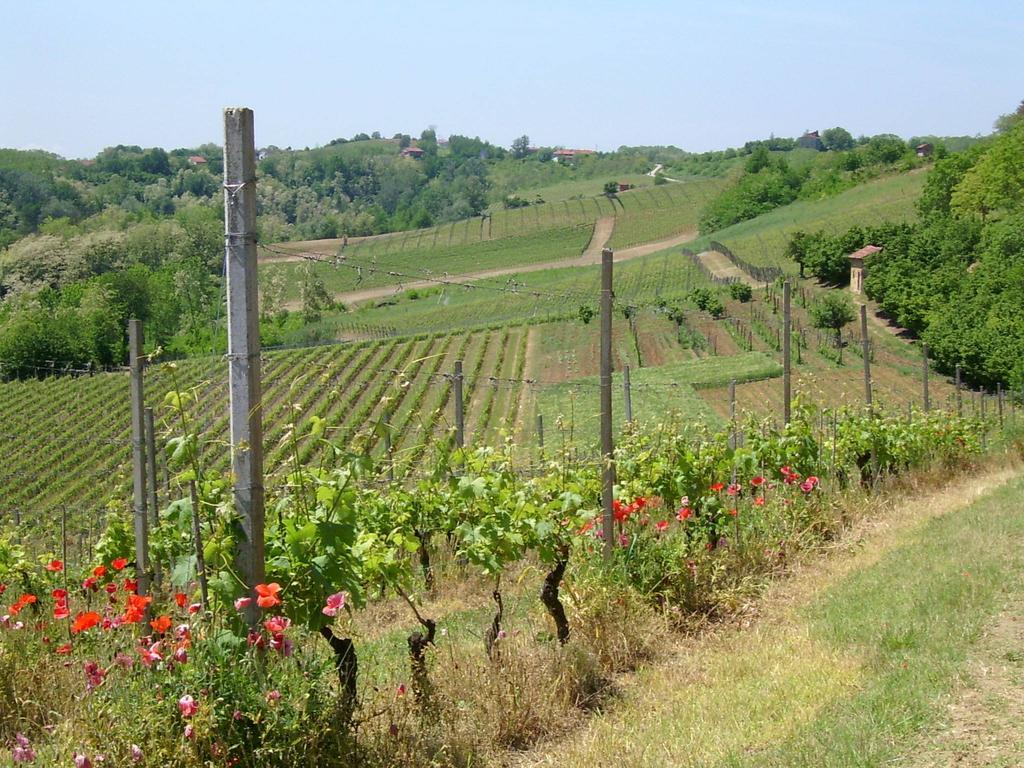 Cascina Rollone Rocchetta Tanaro Exterior foto